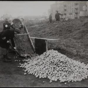 Zdjęcie pt. „Zbiórka kartofli”